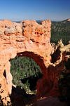Bryce Canyon National Park, Utah, USA: Natural Bridge - arch in the Claron Formation with a view of the forest - photo by M.Torres