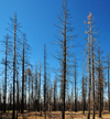 Bryce Canyon National Park, Utah, USA: dead firs on burnt land - photo by M.Torres