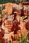 Bryce Canyon National Park, Utah, USA: Sunrise Point - detail of the view into Bryce Amphitheater - photo by M.Torres