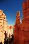 Bryce Canyon National Park, Utah, USA: Sunset Point - narrow passage with trees between rock fins - photo by M.Torres