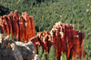 Bryce Canyon National Park, Utah, USA: Rainbow Point - fins of red rock above the forest, mostly Pseudotsuga menziesii and Pinus ponderosa - photo by M.Torres