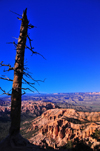 Bryce Canyon National Park, Utah, USA: Bryce Point - burnt tree on the canyon rim - photo by M.Torres