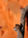 Bryce Canyon National Park, Utah, USA: Bryce Point - squirrel on a dead tree - photo by M.Torres