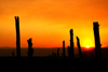 Dixie National Forest, Utah, USA: Red Canyon - dead trunks at sunset - photo by A.Ferrari