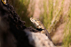 Goosenecks State Park, San Juan county, Utah, USA: lizard enjoying the sun - photo by A.Ferrari