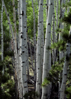 Utah, USA: grove of aspen trees - trunks - photo by C.Lovell