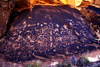Newspaper Rock State Historic Monument, Utah: petroglyphs - Puerco River Valley - Wingate sandstone cliffs - Indian Creek Canyon - Highway 211, east of Canyonlands National Park - photo by C.Lovell