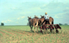 Pennsylvania, USA: Amish farmer toils the soil - Pennsylvania Dutch - Anabaptist Christian denomination - photo by J.Kaman