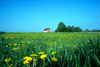 USA - farm (Pennsylvania): in the fields - rural scenic - agriculture - barn (photo by J.Fekete)