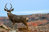 Palo Duro Canyon State Park, Texas, USA: a deer poses with the canyon in the background - Texas Panhandle - photo by M.Torres