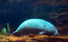 Orlando (Florida): Dugongs ( Dugong dugon) - SeaWorld (photo by Luca dal Bo)