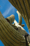 USA - Arizona - Sonoran Desert / Sonoran Desert National Monument: saguaro cactus from below - Carnegia gigantea - Photo by K.Osborn