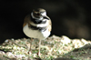 USA - Sonoran Desert / Gila Desert (Arizona): Killdeer - Charadrius vociferus - fauna - bird - Photo by K.Osborn