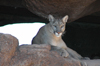 USA - Sonoran Desert (Arizona): puma in a cave - Puma concolor - Felis concolor - Cougar / suuarana / mountain lion / catamount / painted cat / ona-parda - Photo by K.Osborn