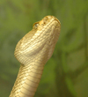 USA - Sonoran Desert (Arizona): Rattlesnake - fauna - repltile - animal - Photo by K.Osborn