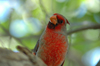 Sonoran Desert (Arizona): red cardinal - Photo by K.Osborn