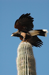 USA - Sonoran Desert / Gila Desert (Arizona): bird of prey on a saguaro cactus - fauna - animal - Photo by K.Osborn