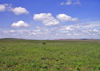 Kansas Tallgrass Prairie - photo by G.Frysinger