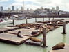 San Francisco (California): seals on the harbor (photo by M.Bergsma)