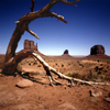 USA - Monument Valley (Arizona): Merrick Butte and Mittens - dead tree - photo by J.Fekete