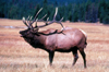 USA - Wyoming: Elk on field during the rutting season - Cervus canadensis - fauna - wildlife - photo by J.Fekete