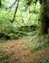USA - Hoh Rainforest (Washington): moss draped Bigleaf maple - photo by J.Fekete