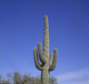 USA - Arizona: Saguro Cactus - iconic image - photo by A.Bartel