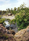 Ripablik blong Vanuatu - Tanna Island: the beach thorugh the vegetation (photo by G.Frysinger)