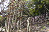 26 Vanuatu Group of chanters, scaffolding, Pentecost Island (photo by B.Cain)