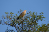 134 Venezuela - Apure - Los Llanos - a hawk at the top of a tree - photo by A. Ferrari