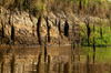 150 Venezuela - Apure - Los Llanos - hanging leaves, along the Cao Guaritico - photo by A. Ferrari