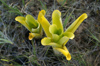 202 Venezuela - Bolvar - Canaima - Gran Sabana - Carnivore plant (Heliamphora) near Quebrada Pacheco - photo by A. Ferrari