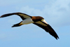 Los Testigos islands, Venezuela: Brown Booby in flight - Sula leucogaster - alcatraz pardo - photo by E.Petitalot