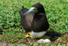 Los Testigos islands, Venezuela: Brown Booby female with eggs on the nest - Sula leucogaster - photo by E.Petitalot