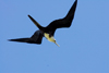 Los Testigos islands, Venezuela: female Magnificent Frigatebird in flight - Fregata magnificens - photo by E.Petitalot