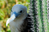Los Testigos islands, Venezuela: close-up of a female frigatebird near a cactus - Fregata magnificens - photo by E.Petitalot