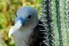 Los Testigos islands, Venezuela: close-up of a female frigatebird near a cactus - Fregata magnificens - photo by E.Petitalot