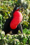 Los Testigos islands, Venezuela: male Frigatebird male displaying his red gular pouch to attract a mate - vegetation - Fregata magnificens - fauna - bird - photo by E.Petitalot