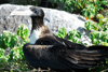 Los Testigos islands, Venezuela: female Frigatebird on the ground - Fregata magnificens - photo by E.Petitalot