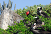 Los Testigos islands, Venezuela: male and female Magnificent frigatebirds on the ground - Fregata magnificens - photo by E.Petitalot