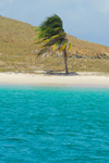 Los Testigos islands, Venezuela: beach at Testigo Grande island - windswept coconut tree - photo by E.Petitalot