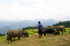 Ba Be National Park - vietnam: farmer with water-buffaloes - photo by Tran Thai