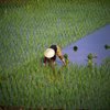 Peasant on the rice paddies (photo by Joe Filshie)