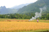 Ba Be National Park - vietnam: ripe rice field - photo by Tran Thai