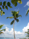 USVI - St. Thomas - coconut tree by the beach - photo by G.Friedman