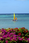 USVI - St. Thomas - sailboat, blue ocean, and purple flowers - colorful wind sail - photo by G.Friedman