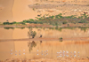 Layoune / El Aaiun, Saguia el-Hamra, Western Sahara: flamingos at Oued Saqui el-Hamra - photo by M.Torres