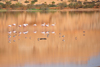 Layoune / El Aaiun, Saguia el-Hamra, Western Sahara: flamingos and red dunes reflected on the water of the Oued Saqui el-Hamra - photo by M.Torres