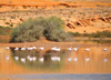 Layoune / El Aaiun, Saguia el-Hamra, Western Sahara: flamingos reflected on the water of the Oued Saqui el-Hamra - photo by M.Torres