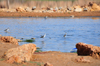 Layoune / El Aaiun, Saguia el-Hamra, Western Sahara: water birds in a shallow lagoon - Oued Saqui el-Hamra - photo by M.Torres